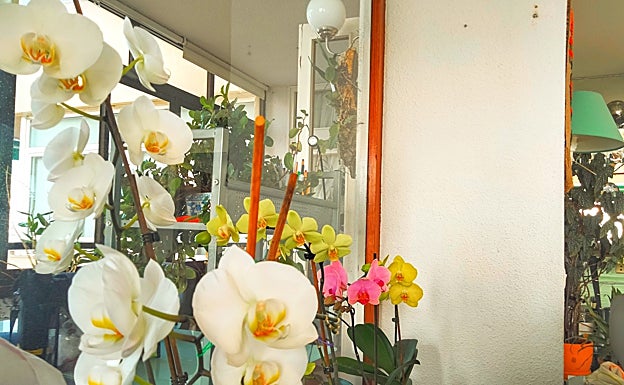 Imagen principal - Orchids bloom in April. 