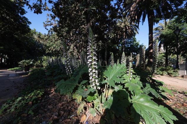 Explosion of colours and scents in Malaga's parks and gardens. 