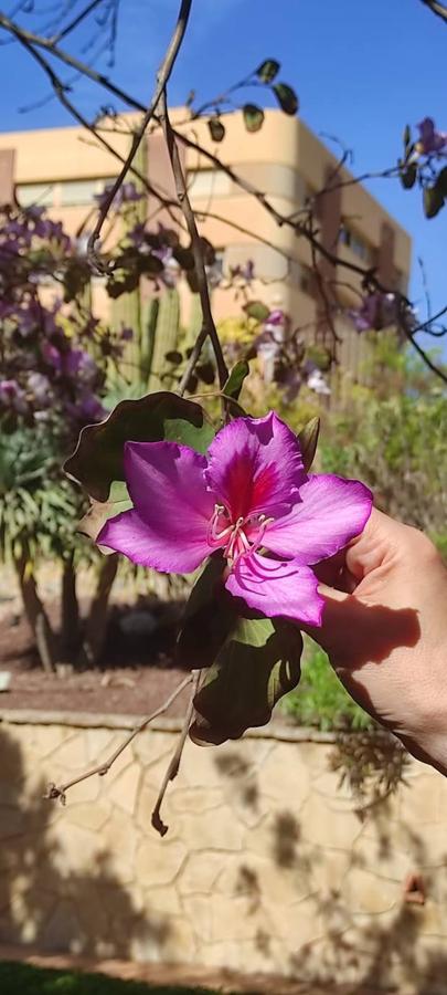 Explosion of colours and scents in Malaga's parks and gardens. 