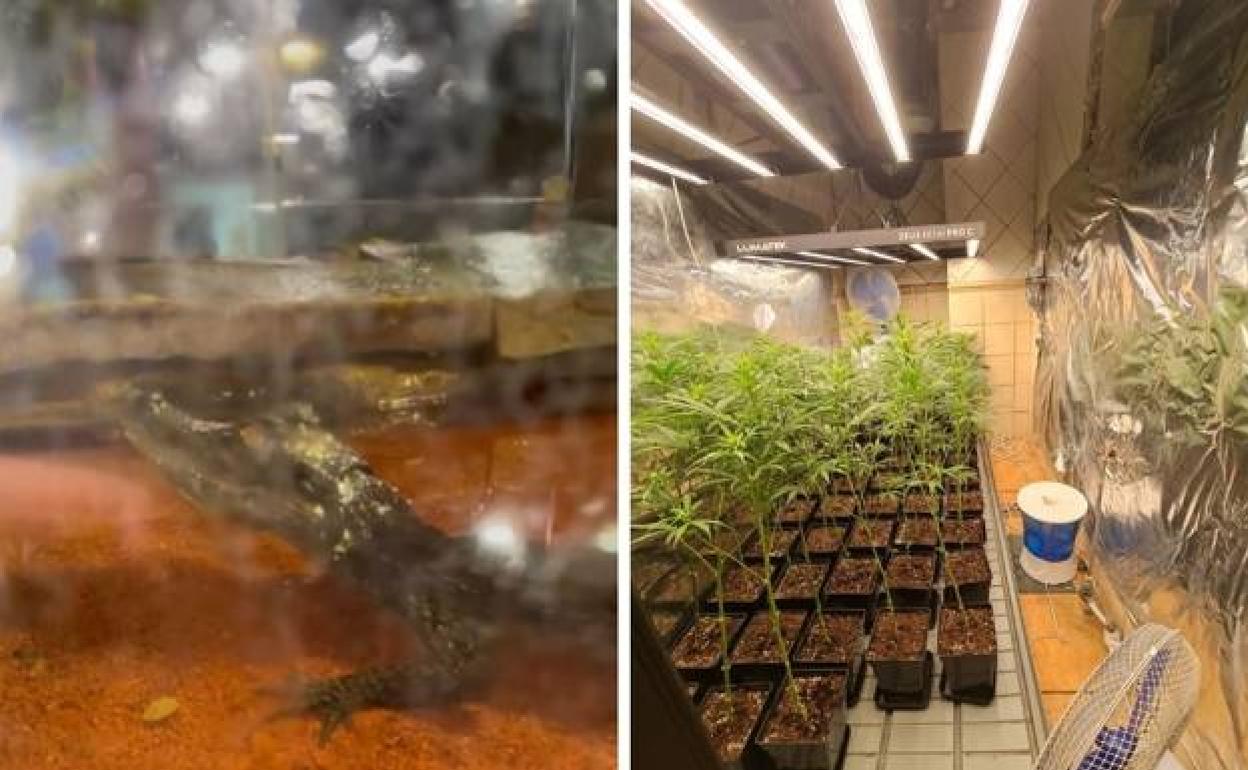 Right, the plants the police expected to find. Left, their suprise discovery. 