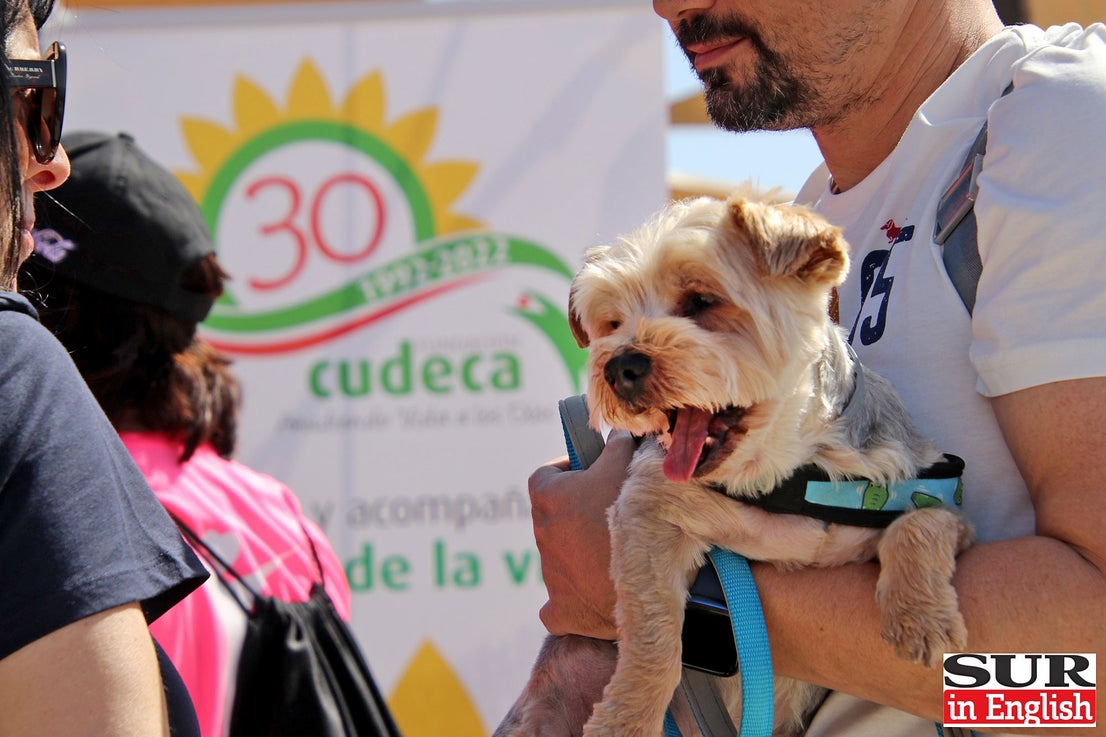 The annual fundraising initiative for the cancer care charity in Benalmádena on Saturday.