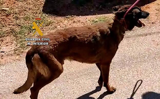 Imagen principal - Three people investigated for keeping goats and 22 dogs in 'terrible conditions' in Guadalhorce valley