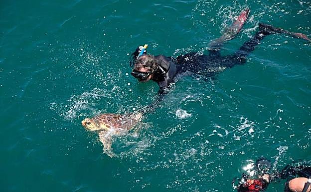 One of the turtles is released back into the sea.