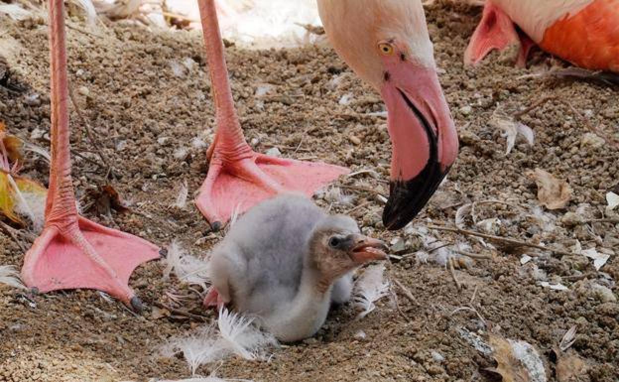 The babies have grey feathers when they hatch. 