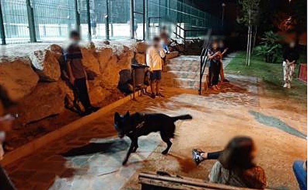 Locky on patrol in Rincón de la Victoria 