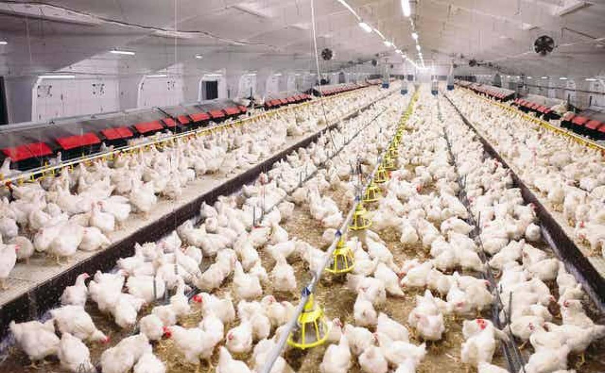 File image of chicken farm.