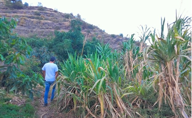 Manuel and his sugarcane. 