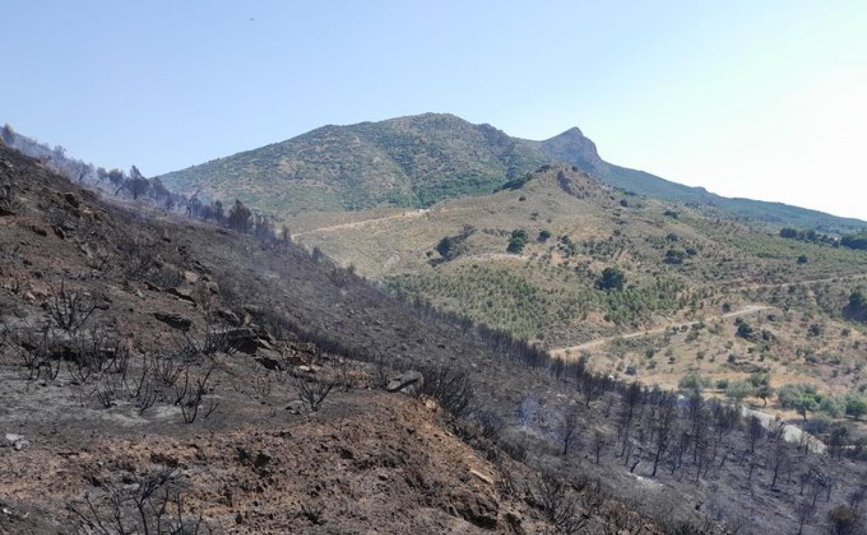 Helicopters and teams of specialist firefighters stabilise forest fire in Ardales
