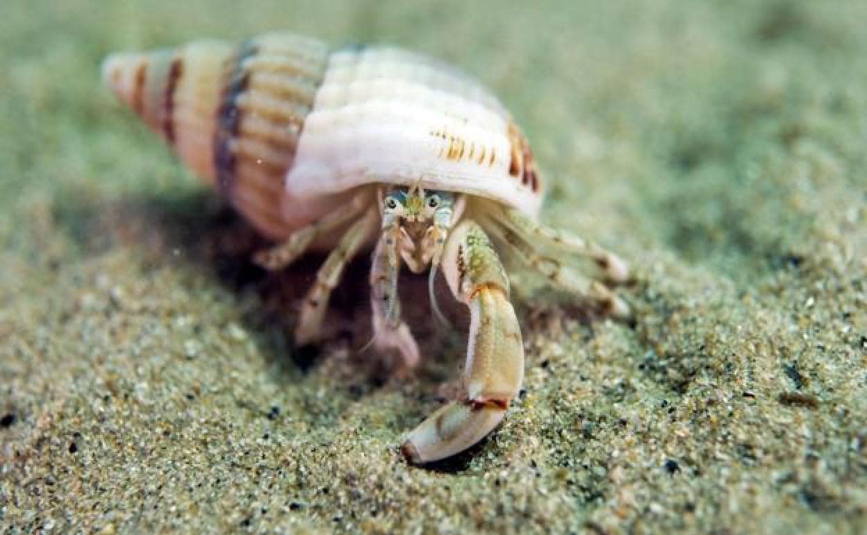 One of the previously discovered hermit crab species, Diogenes curvimanus. 