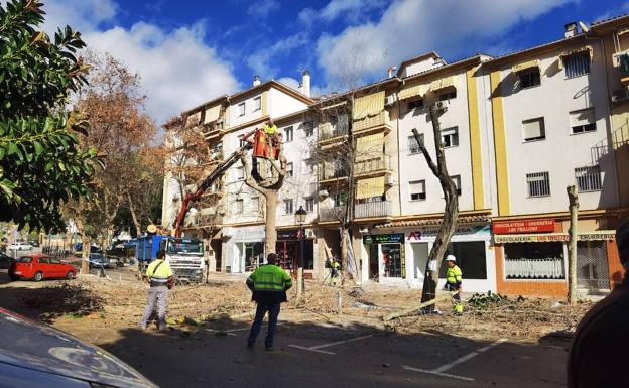 The trees are being felled on Marbella's Avenida del Trapiche 