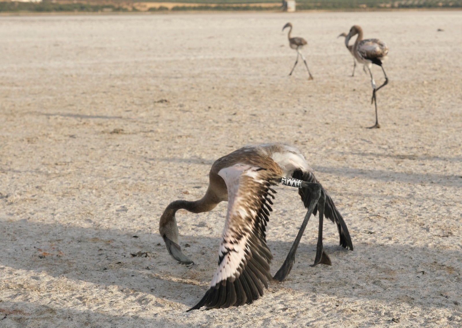 Thanks to the rainfall in March, the lagoon had a water level of 42 cm at the beginning of April, which made it possible to house more than 8,700 pairs and a total of 3,764 chicks, of which 600 were ringed last Saturday