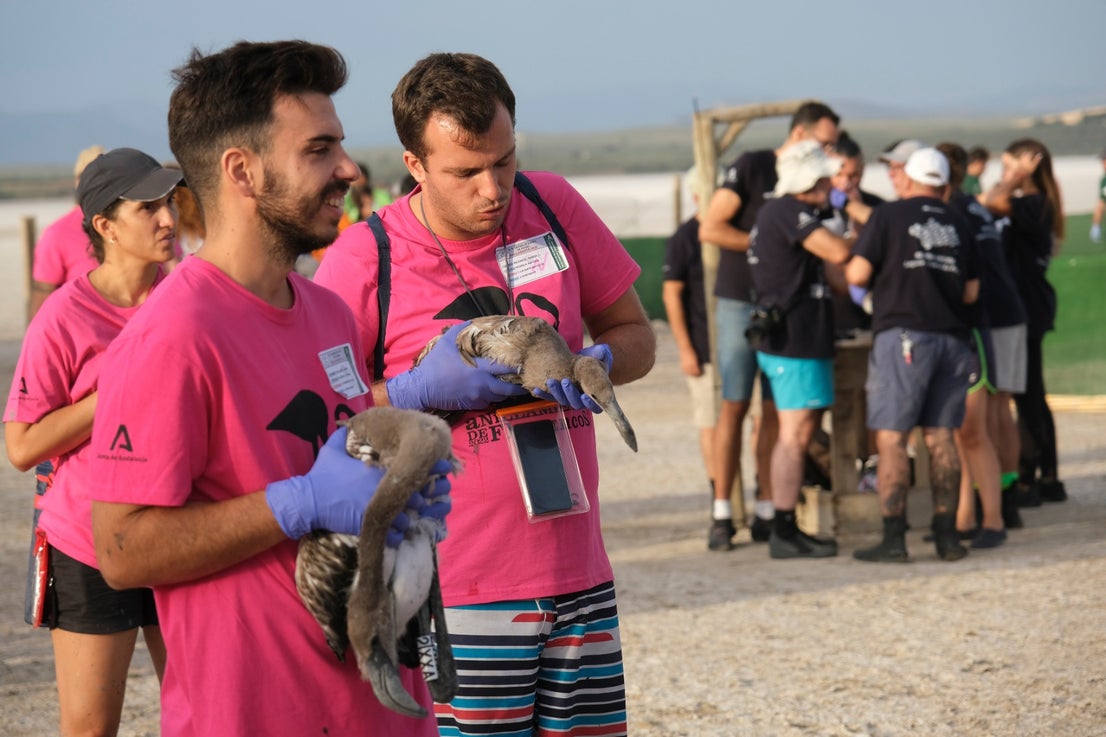 Thanks to the rainfall in March, the lagoon had a water level of 42 cm at the beginning of April, which made it possible to house more than 8,700 pairs and a total of 3,764 chicks, of which 600 were ringed last Saturday