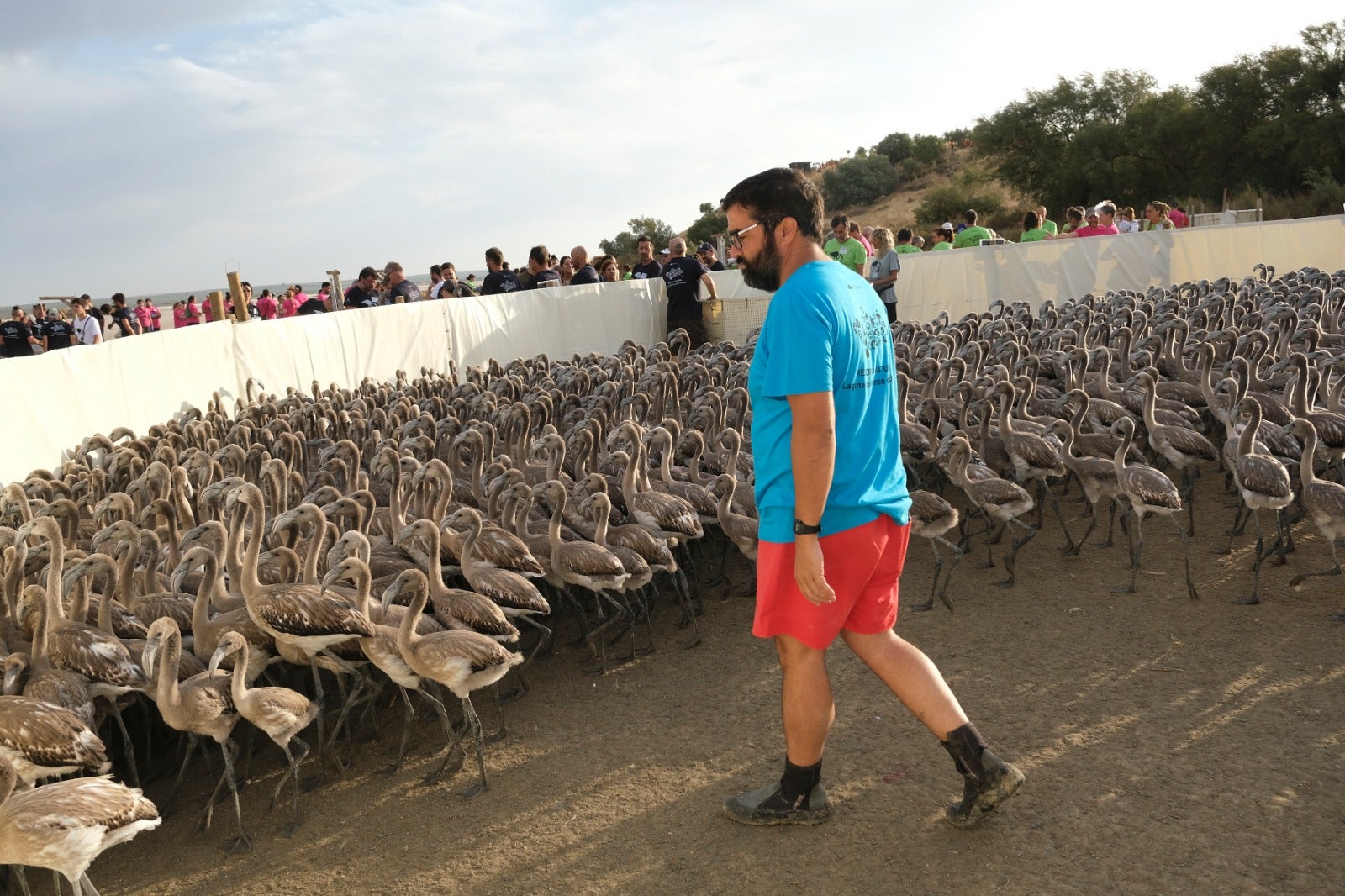 Thanks to the rainfall in March, the lagoon had a water level of 42 cm at the beginning of April, which made it possible to house more than 8,700 pairs and a total of 3,764 chicks, of which 600 were ringed last Saturday 