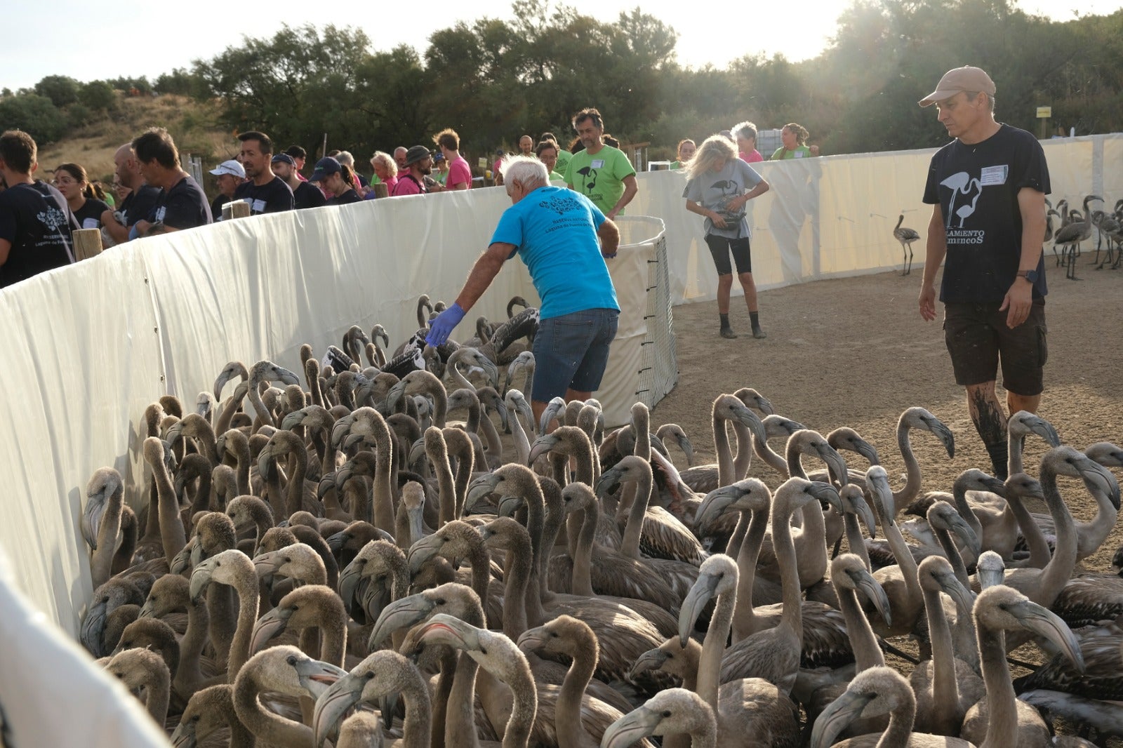 Thanks to the rainfall in March, the lagoon had a water level of 42 cm at the beginning of April, which made it possible to house more than 8,700 pairs and a total of 3,764 chicks, of which 600 were ringed last Saturday 
