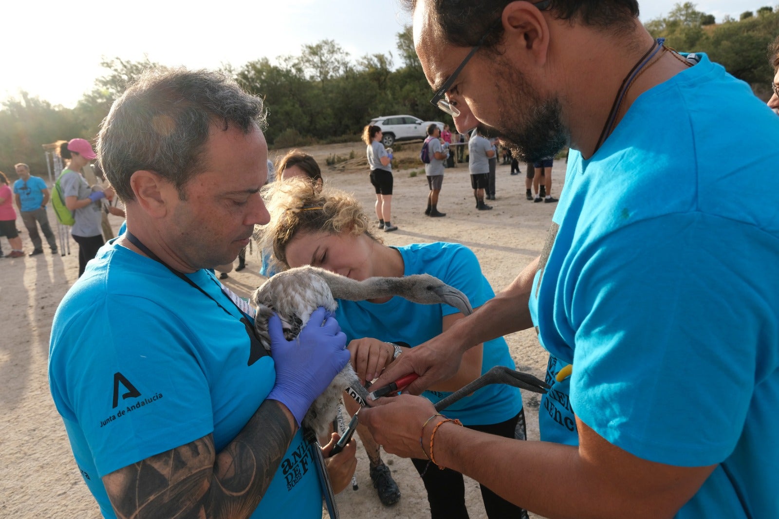 Thanks to the rainfall in March, the lagoon had a water level of 42 cm at the beginning of April, which made it possible to house more than 8,700 pairs and a total of 3,764 chicks, of which 600 were ringed last Saturday 