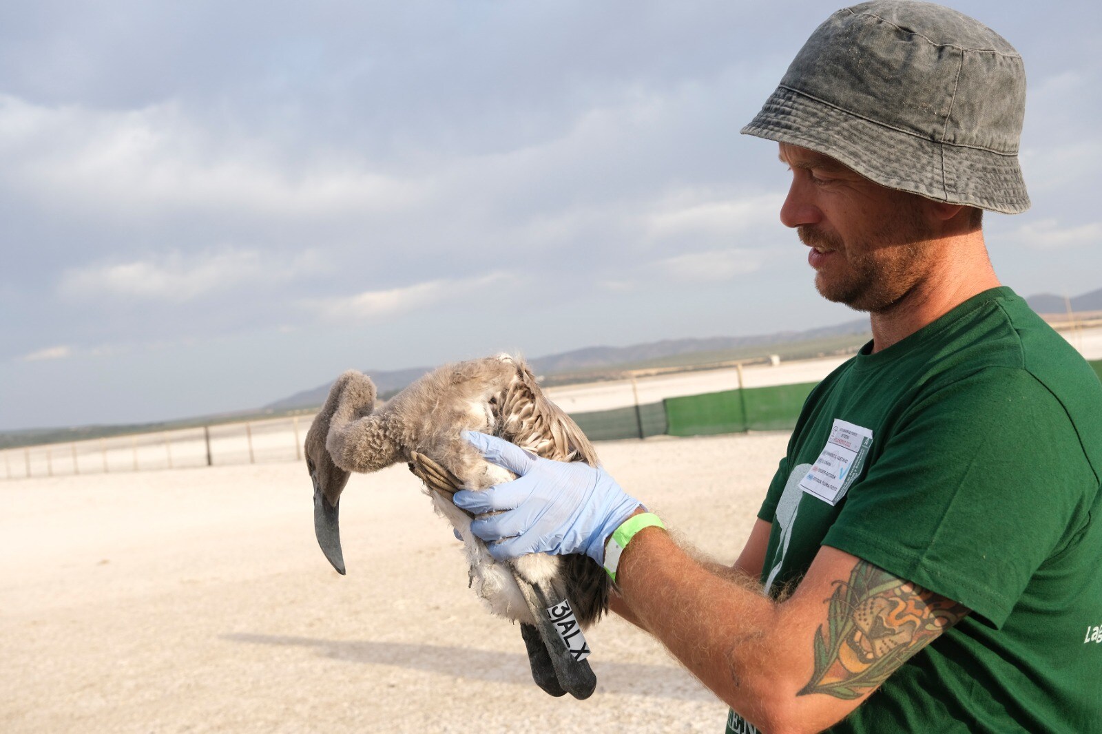 Thanks to the rainfall in March, the lagoon had a water level of 42 cm at the beginning of April, which made it possible to house more than 8,700 pairs and a total of 3,764 chicks, of which 600 were ringed last Saturday