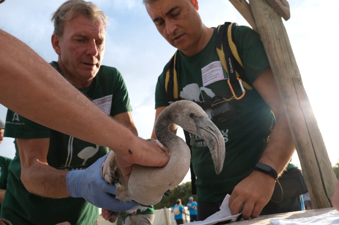 Thanks to the rainfall in March, the lagoon had a water level of 42 cm at the beginning of April, which made it possible to house more than 8,700 pairs and a total of 3,764 chicks, of which 600 were ringed last Saturday