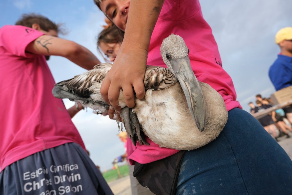 Thanks to the rainfall in March, the lagoon had a water level of 42 cm at the beginning of April, which made it possible to house more than 8,700 pairs and a total of 3,764 chicks, of which 600 were ringed last Saturday
