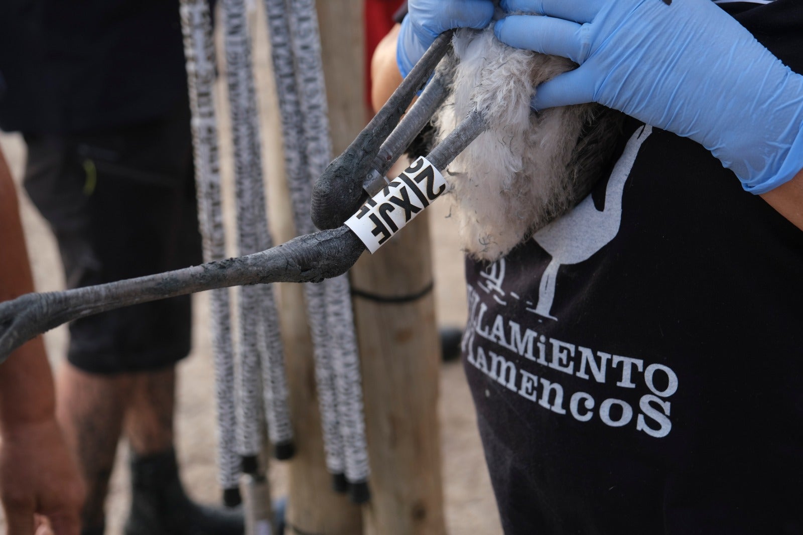 Thanks to the rainfall in March, the lagoon had a water level of 42 cm at the beginning of April, which made it possible to house more than 8,700 pairs and a total of 3,764 chicks, of which 600 were ringed last Saturday