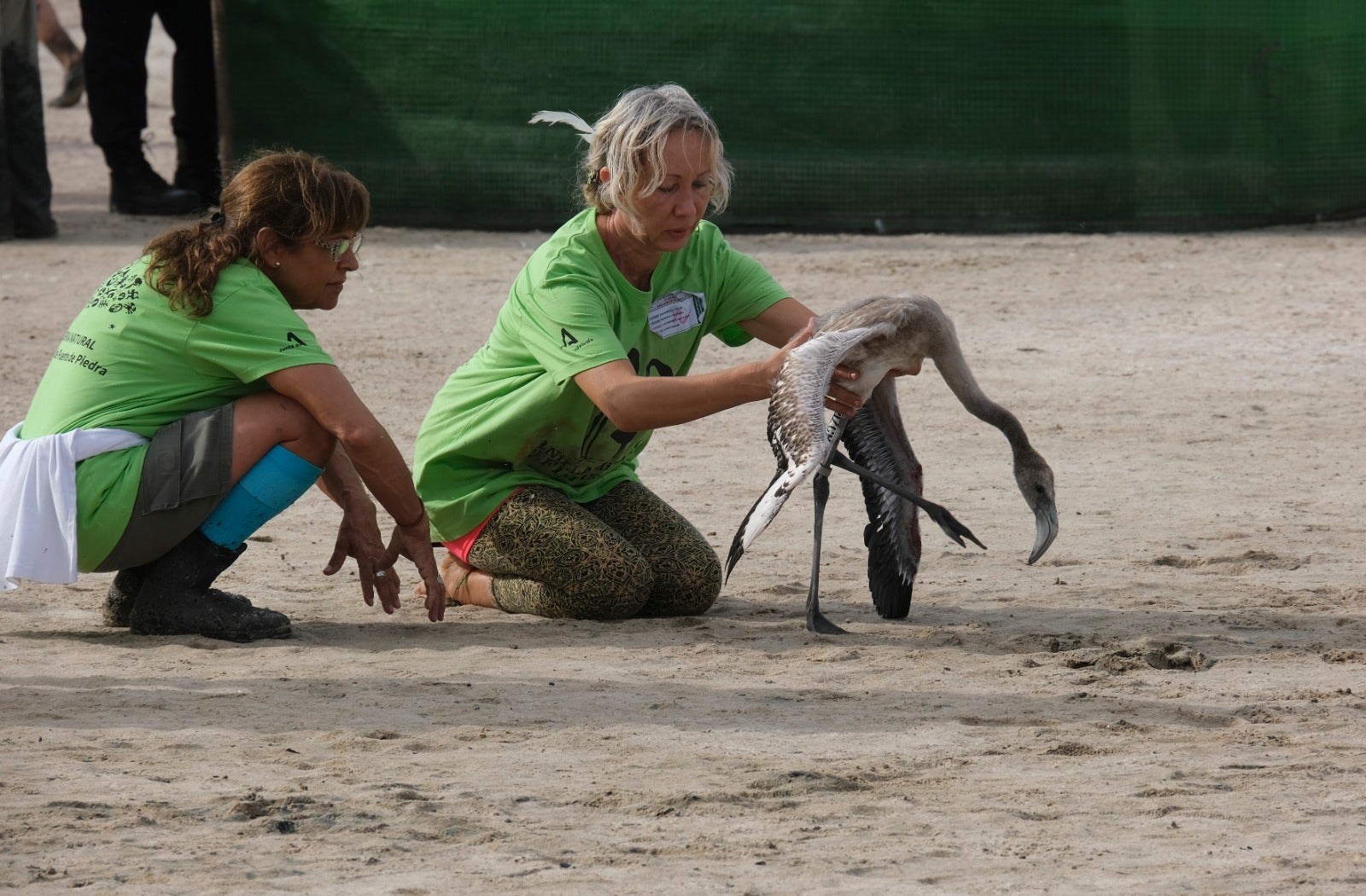 Thanks to the rainfall in March, the lagoon had a water level of 42 cm at the beginning of April, which made it possible to house more than 8,700 pairs and a total of 3,764 chicks, of which 600 were ringed last Saturday