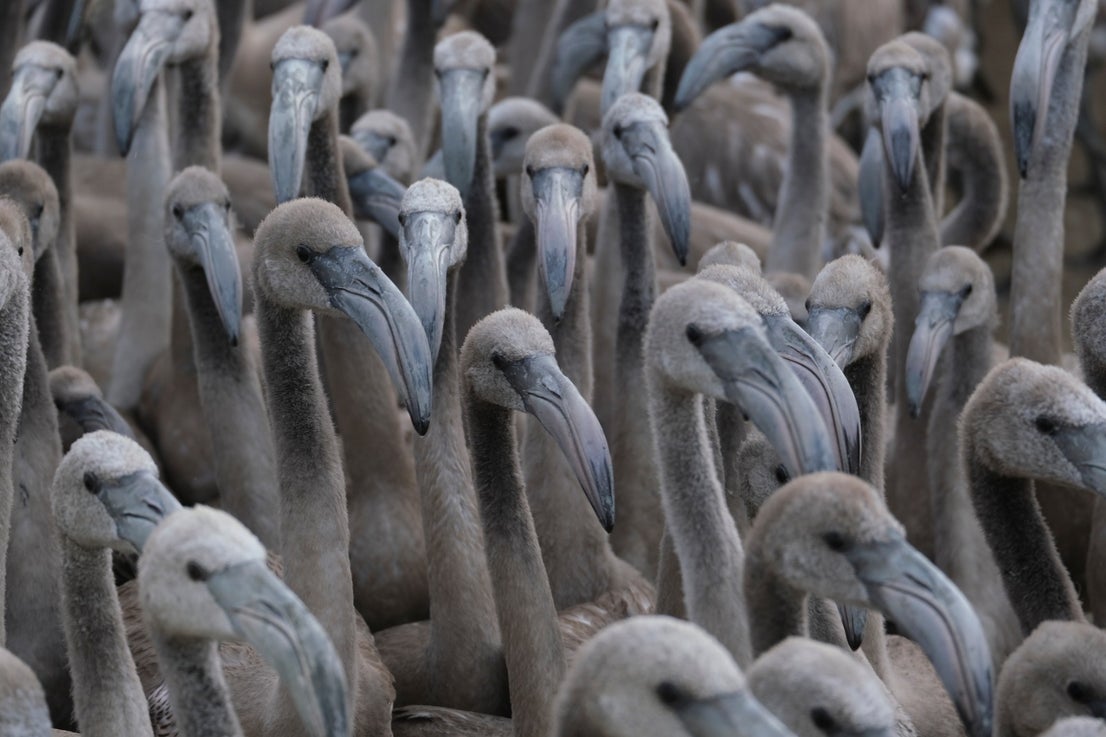 Thanks to the rainfall in March, the lagoon had a water level of 42 cm at the beginning of April, which made it possible to house more than 8,700 pairs and a total of 3,764 chicks, of which 600 were ringed last Saturday