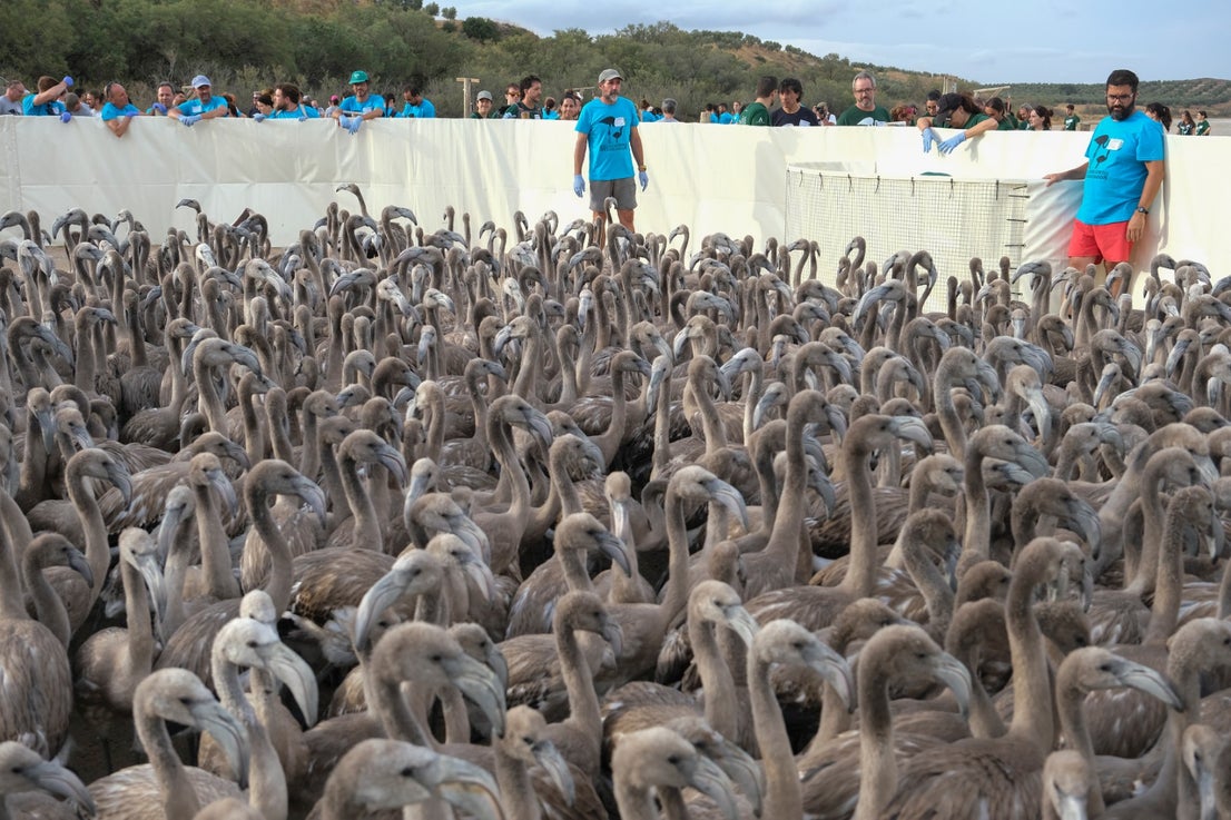 Thanks to the rainfall in March, the lagoon had a water level of 42 cm at the beginning of April, which made it possible to house more than 8,700 pairs and a total of 3,764 chicks, of which 600 were ringed last Saturday