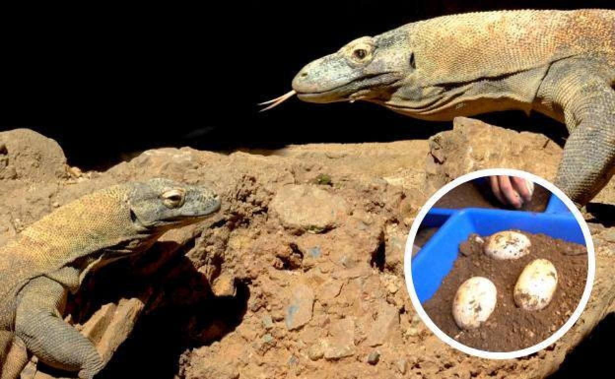 Ora, the female Komodo dragon at Bioparc Fuengirola, has laid 12 eggs ...