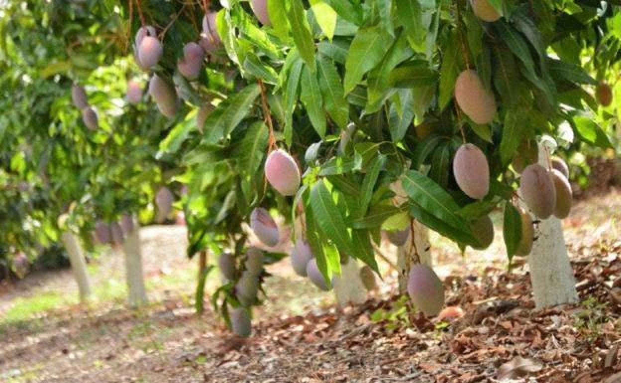The mango season in in full swing in the Axarquía 