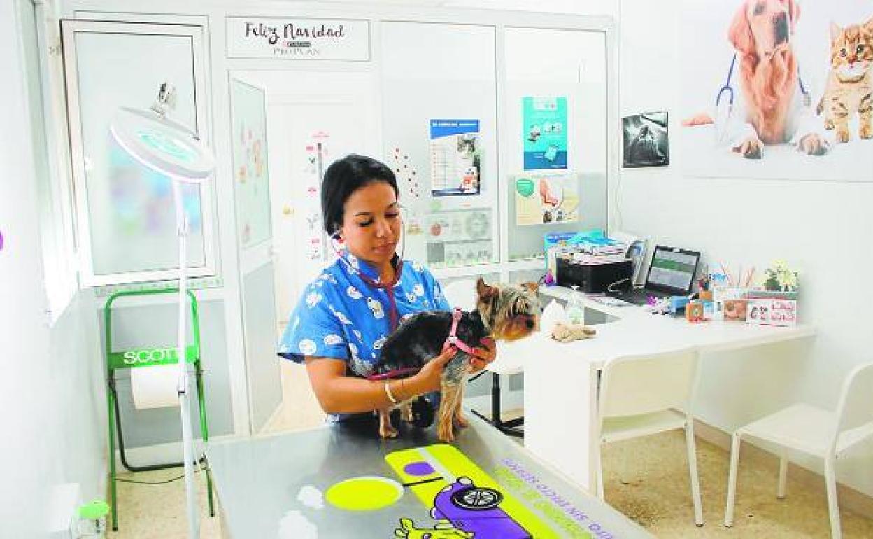 Vets in Spain say the sector's IVA tax rate is 'outrageous' and unaffordable for many pet owners