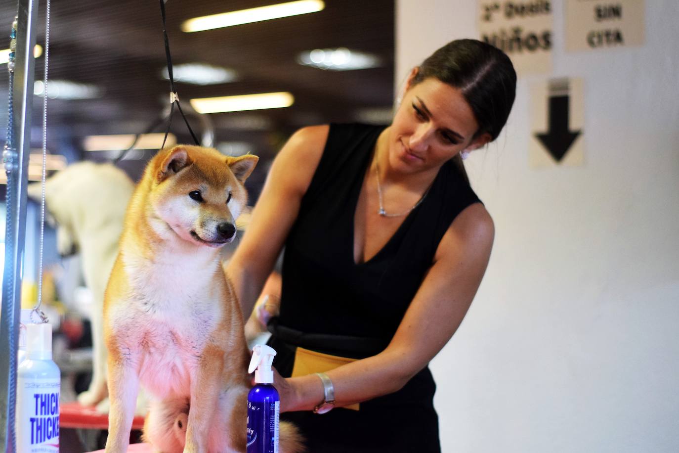 Expocan is one of the longest-running dog shows Andalucía and is organised by the Canine Society of the Costa del Sol