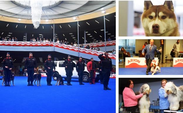 Two-day Expocan dog fair in Torremolinos draws big crowds