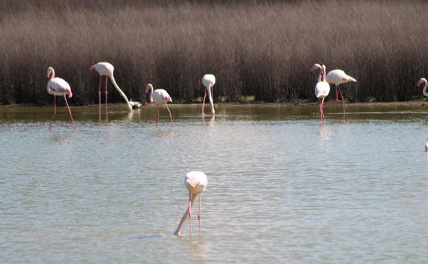 Pink flamingos at Fuente de Piedra