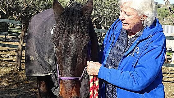 Difficult times ahead for ARCH horse rescue centre