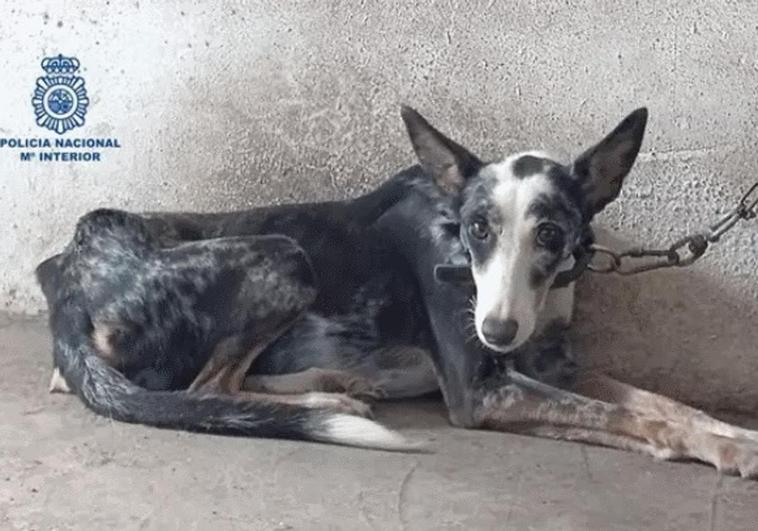 Police arrest owner and save dog that was found starving to death in the Axarquía