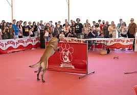 Archidona dog show prepares to celebrate its 30th birthday