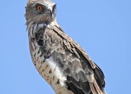 The short-toed eagle.