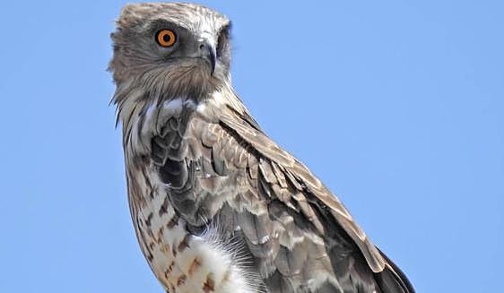 Eagles in the skies