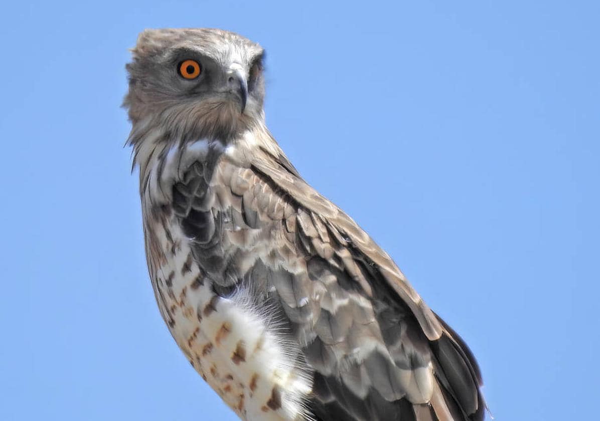 Birds of prey in Southern Spain - WILD ANDALUCIA BIRDING TOURS