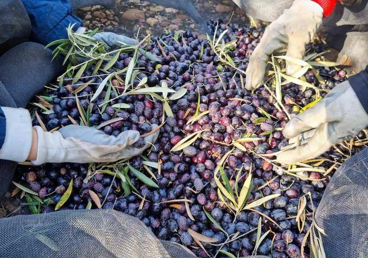 Olive season in Malaga province on course to be worst this century