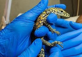 One of the hatchlings at Bioparc Fuengirola.