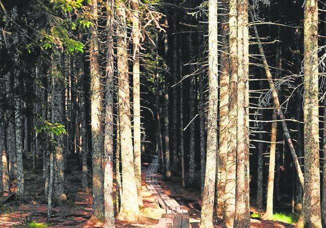 Slovenia is the third most wooded European country.