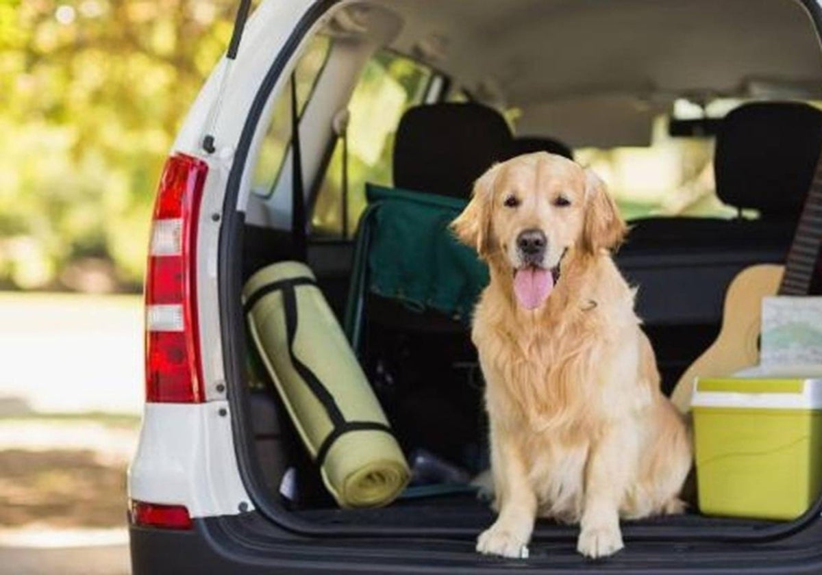 How to travel with your dog or cat in a vehicle or on public transport in Spain
