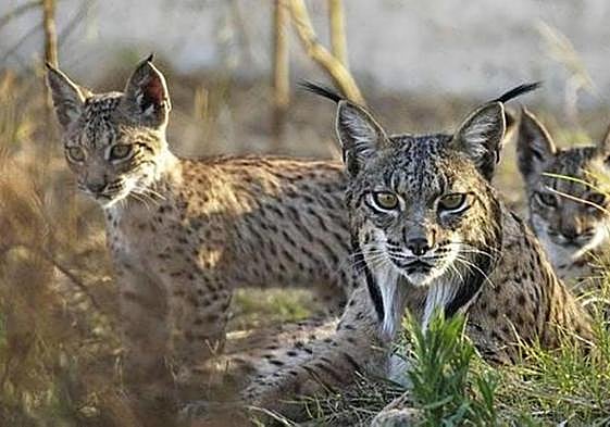 A female Iberian lynx with her cubs in the Doñana National Park.