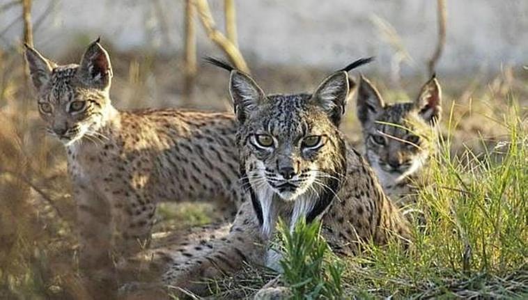 Climate change and wildlife are top priorities in new Junta biodiversity strategy
