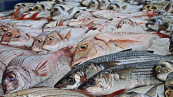 Can fish feel pain?