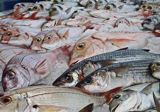 Can fish feel pain?