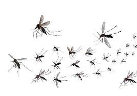 The tiger mosquito is native to Southeast Asia
