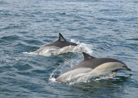 Imagen secundaria 1 - Incredible half-price dolphin watching on offer in Strait of Gibraltar
