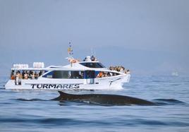 Turmares Tarifa has more than 20 years of whale watching experience.