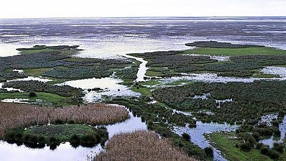 European Commission slams Junta's controversial irrigation plan for Doñana
